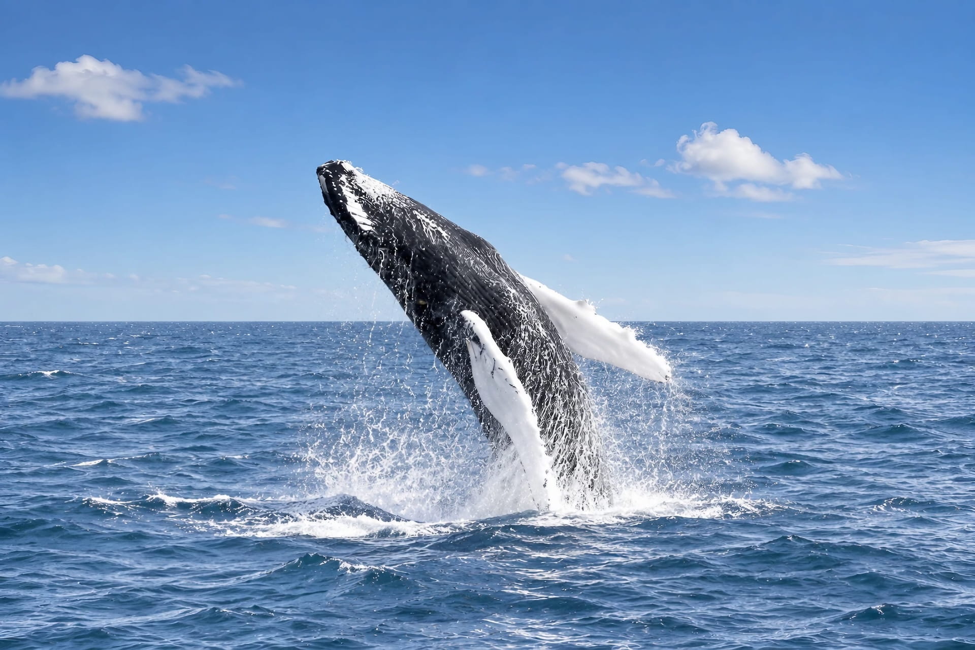 Reykjavik Whale Watching Tours